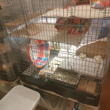 新居（先住デグーが偵察したのでウンチが散らばってます）