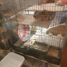 新居（先住デグーが偵察したのでウンチが散らばってます）
