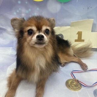 性格花丸ボーイの甘えん坊です