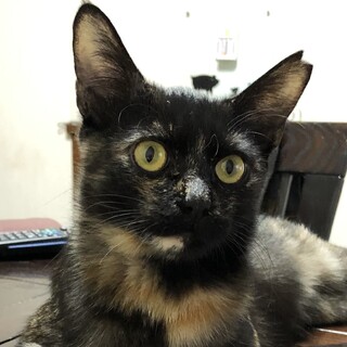 足元にまとわりついてとても可愛いテンちゃん❣️