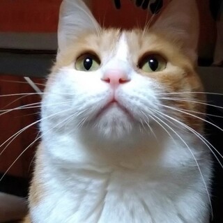 飼い主遺棄のスリゴロ茶白女子☆オリーブ7歳