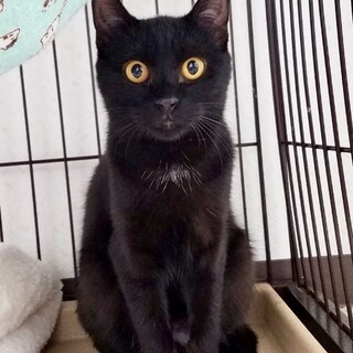 遊ぶの大好き★黄色い目が神秘的な黒猫マイクくん