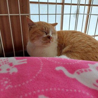 【動画】人馴れ修行中☆過酷な海辺で頑張ってきた猫