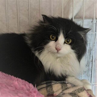 トライアル中です！　白黒長毛の北斗くん　推定1歳