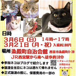もふもふ西宮　ほごねこの幸せ譲渡会