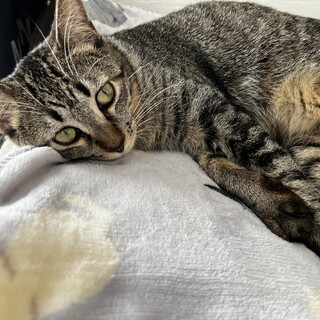 ずんぐりむっくり稲穂ちゃん里親決定