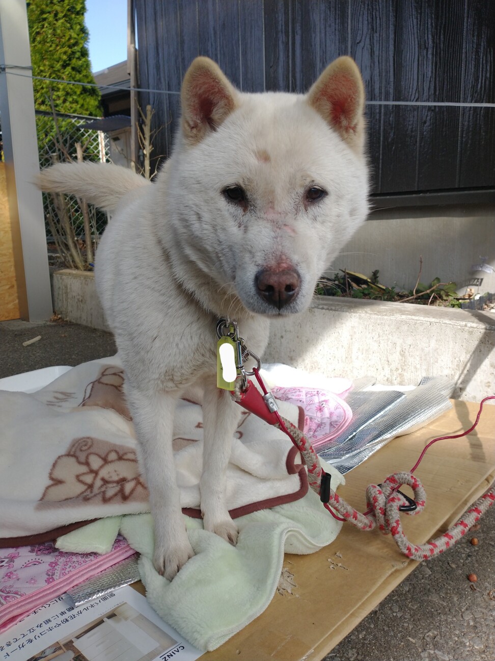 紀州犬のおとなしい女のコ 栃木県 犬の里親募集 ペットのおうち 月間利用者150万人