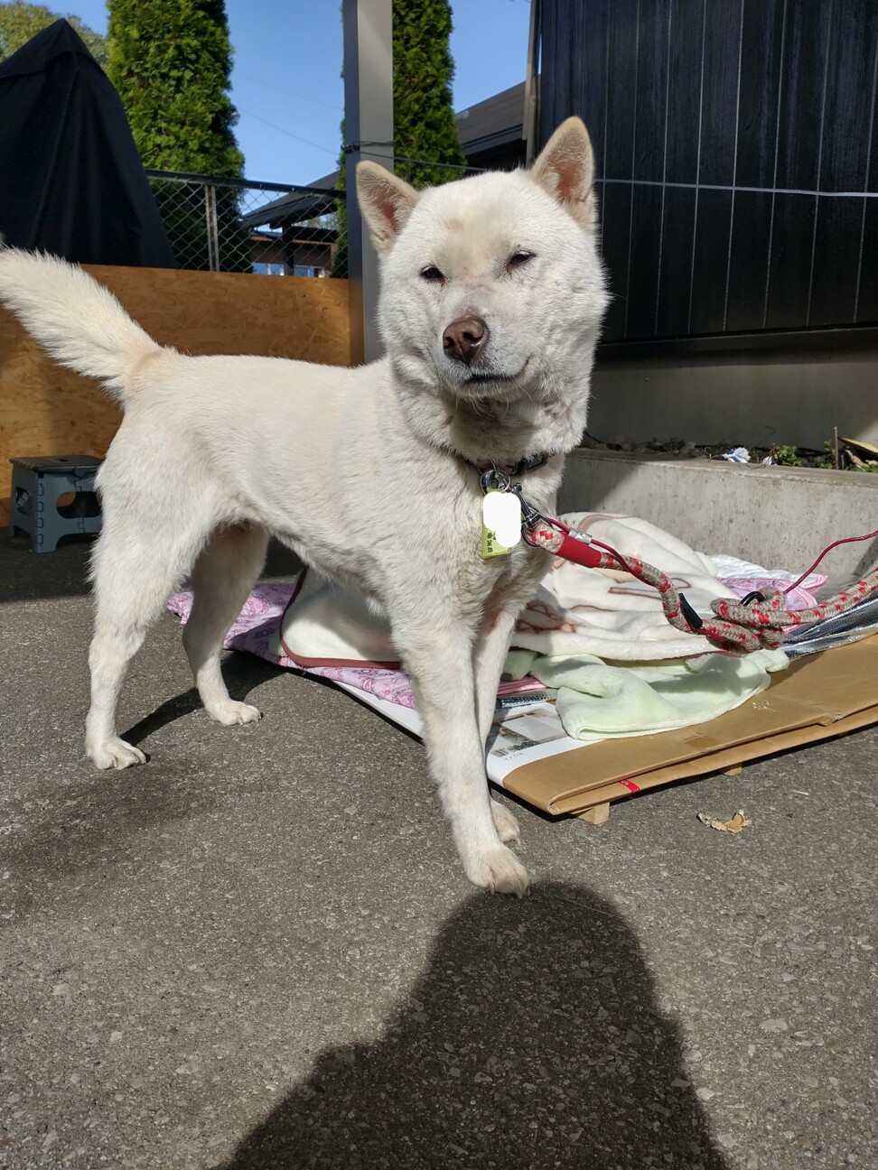 紀州犬のおとなしい女のコ 栃木県 犬の里親募集 ペットのおうち 月間利用者150万人