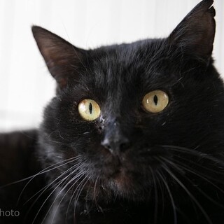 金色の瞳を持つ優しくて甘えん坊の黒猫