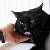 金色の瞳を持つ優しくて甘えん坊の黒猫 サムネイル3