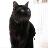 金色の瞳を持つ優しくて甘えん坊の黒猫 サムネイル4
