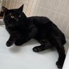 金色の瞳を持つ優しくて甘えん坊の黒猫 サムネイル5