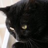 金色の瞳を持つ優しくて甘えん坊の黒猫 サムネイル7
