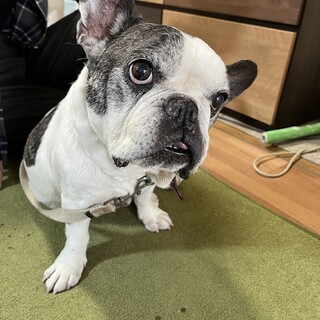 まだまだ元気なフレンチブルドッグ♂★13歳