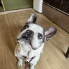 まだまだ元気なフレンチブルドッグ♂★13歳 サムネイル2