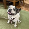 まだまだ元気なフレンチブルドッグ♂★13歳 サムネイル3