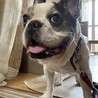 まだまだ元気なフレンチブルドッグ♂★13歳 サムネイル4