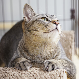 約10ヵ月 陽キャラ★遊び大好き★甘えん坊君です 