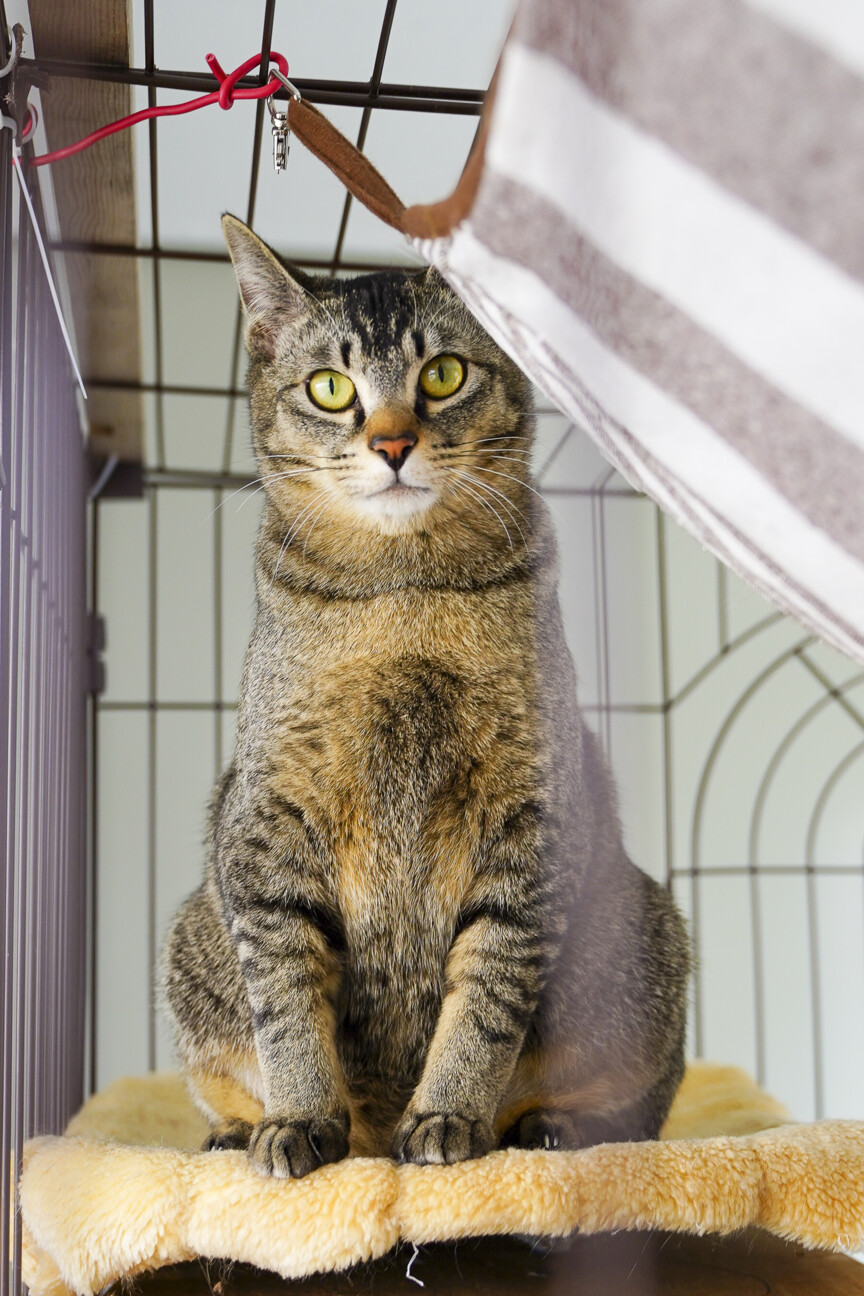 約10ヵ月 陽キャラ★遊び大好き★甘えん坊君です  サムネイル7