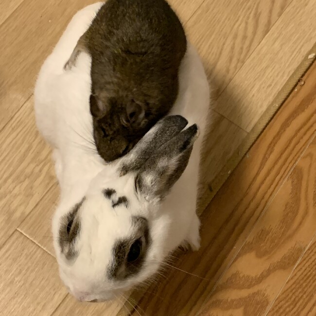 ケイージのカバー写真
