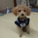 やんちゃ子犬のトイプードル、バルボンチーノくん
