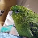 サザナミインコ メス  2歳