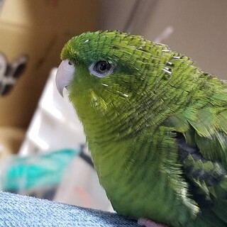 サザナミインコ メス  2歳