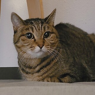 とっても控えめ 緊張しぃな　しお♀