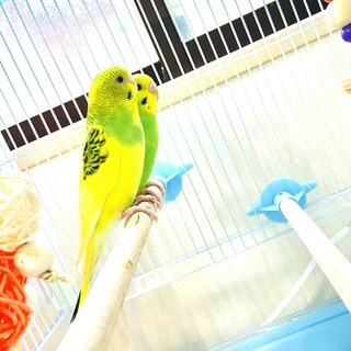 セキセイインコのオスとメス