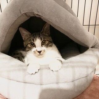 2021年7月生まれ。ゆべしちゃん。