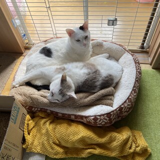 お迎えを待ち続けて2年がたちました