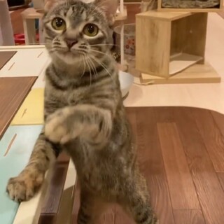 マギーちゃん②(更新済)