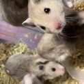 ゴールデンハムスター