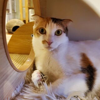 野良スコ三毛きらら♀