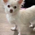 少し臆病なチワワ♀ソフィアちゃん