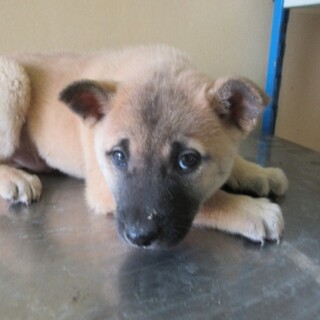 生後３ヶ月ぐらいの子犬の男の子