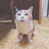 春ノ日向