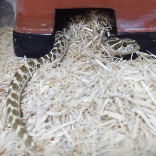 セイブシシバナヘビの里親募集です