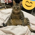 1歳くらいの猫ちゃんです