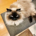 ヒマラヤン女の子飼い主入院のため、代理で募集です。