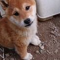 ３ヶ月の柴犬の女の子【終了】