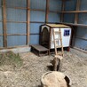 リャマママ