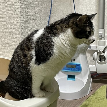 踏ん張る、ニャンちゅう(´∀｀)