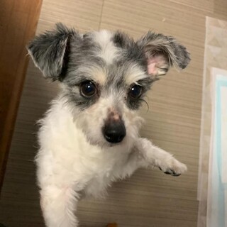 Mix犬のたまちゃん　里親様募集☆