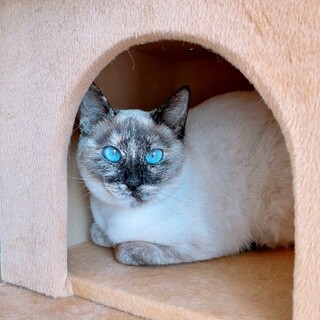 青い目のすみれちゃん❢