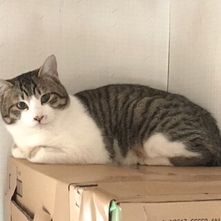 萌え可愛い短いしっぽ♡きれいなキジシロ レモンくん