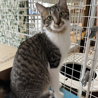 ありがとうございました★可愛いアタックちゃん