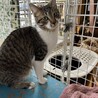 ありがとうございました★可愛いアタックちゃん サムネイル3