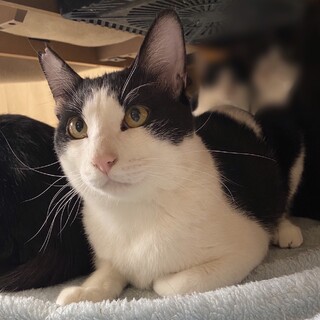 シッポがハート形！遊ぶの大好きハチワレボーイ！