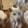 遊び盛り小型雑種犬パピー サムネイル2